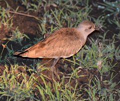 Vanellus lugubris