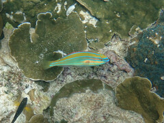 Stethojulis trilineata