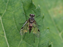 Chrysopilus erythrophthalmus