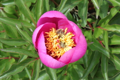 Paeonia broteri