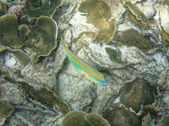 Stethojulis trilineata