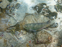Quoy's Parrotfish photo 2
