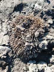 Erinaceus roumanicus