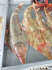 Pseudobatos horkelii