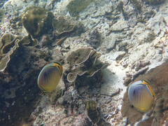 Chaetodon trifasciatus