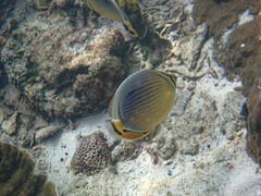 Chaetodon trifasciatus