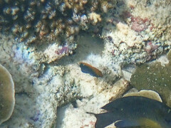 Pomacentrus chrysurus