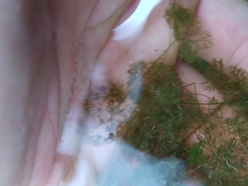 Image of Nitella tenuissima by no rights reserved