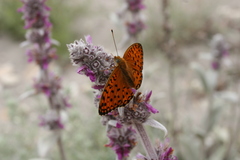 Argynnis niobe