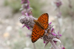 Argynnis niobe