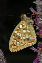 Argynnis niobe