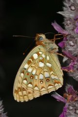 Argynnis niobe