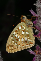 Argynnis niobe