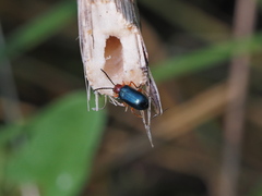 Oulema melanopus