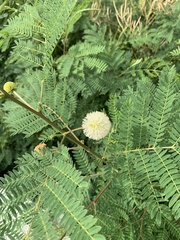 Leucaena