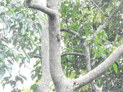 Tamiops mcclellandii