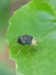 Oplodontha rubrithorax