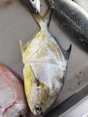 Trachinotus carolinus