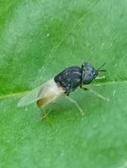 Oplodontha rubrithorax