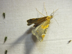 Eulithis pyropata