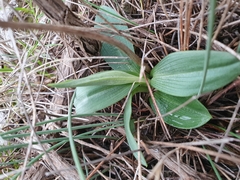 Ophrys sphegodes massiliensis