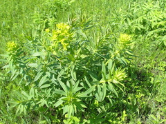 Euphorbia semivillosa