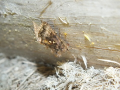 Autographa pulchrina