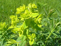 Euphorbia semivillosa