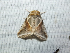 Habrosyne pyritoides