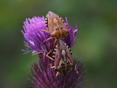 Carpocoris pudicus