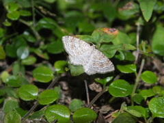 Hydrelia sylvata