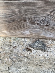 Formica rufa