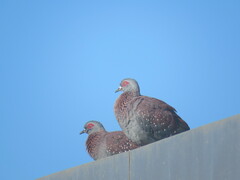 Columba guinea phaeonota