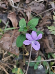 Barleria