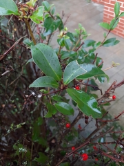 Berberis vulgaris