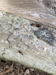 Formica rufa