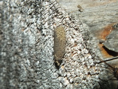 Epiblema grandaevana