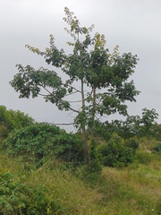 Ceiba glaziovii