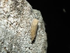 Epiblema grandaevana