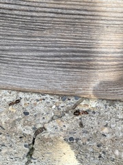 Formica rufa