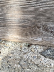 Formica rufa