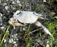 Callinectes sapidus