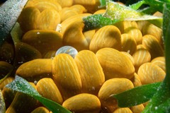 Phlyctenactis tuberculosa