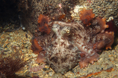 Macroctopus maorum