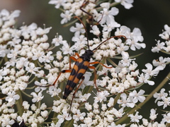 Strangalia attenuata