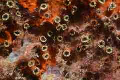 Polycyathus muellerae