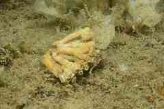 Cladocora caespitosa