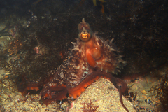 Macroctopus maorum