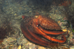 Macroctopus maorum