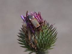 Adelphocoris vandalicus